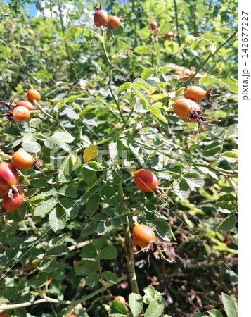 Golden Rose Hips on Branches Against Deep Blue Summer Sky Close Up Golden Rose Hips on Branches Against Deep Blue Summer Sky Close Up 142677227