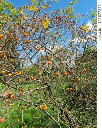 Golden Rose Hips on Branches Against Deep Blue Summer Sky Close Up Golden Rose Hips on Branches Against Deep Blue Summer Sky Close Up 142677229