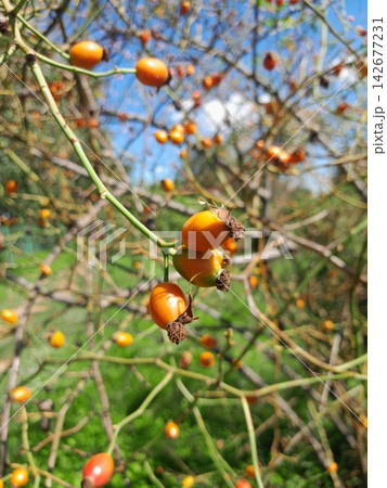 Golden Rose Hips on Branches Against Deep Blue Summer Sky Close Up Golden Rose Hips on Branches Against Deep Blue Summer Sky Close Up 142677231