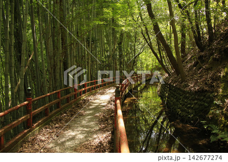 愛媛県松山市 湧ヶ淵公園 遊歩道 愛媛県松山市 湧ヶ淵公園 遊歩道 142677274