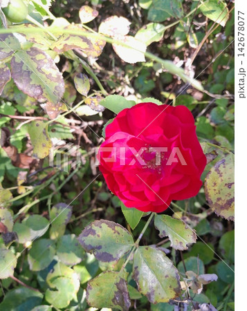 Bright Pink Roses Blooming in Sunny Garden Close Up Bright Pink Roses Blooming in Sunny Garden Close Up 142678077