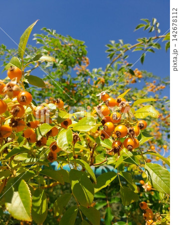Golden Rose Hips on Branches Against Deep Blue Summer Sky Close Up Golden Rose Hips on Branches Against Deep Blue Summer Sky Close Up 142678112