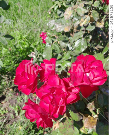 Bright Pink Roses Blooming in Sunny Garden Close Up Bright Pink Roses Blooming in Sunny Garden Close Up 142678159