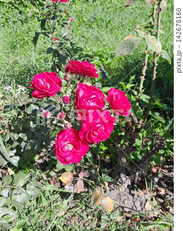 Bright Pink Roses Blooming in Sunny Garden Close Up Bright Pink Roses Blooming in Sunny Garden Close Up 142678160