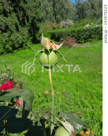 Delicate green rose seed pod in soft daylight, macro photography Delicate green rose seed pod in soft daylight, macro photography 142678223