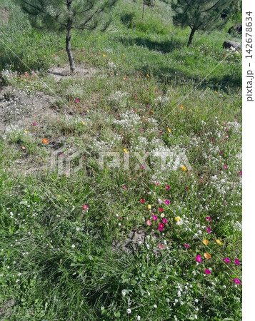 Scenic Garden Landscape with Blooming Wildflowers 142678634