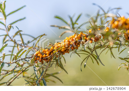 Bright sea buckthorn berries glow under the sun showcasing their vibrant orange hues against lush green leaves in a serene outdoor setting Bright sea buckthorn berries glow under the sun showcasing their vibrant orange hues against lush green leaves in a serene outdoor setting 142678904