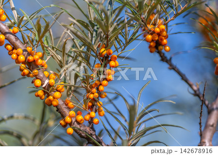 Golden clusters of sea buckthorn berries shimmer under the sun in a tranquil nature setting Golden clusters of sea buckthorn berries shimmer under the sun in a tranquil nature setting 142678916