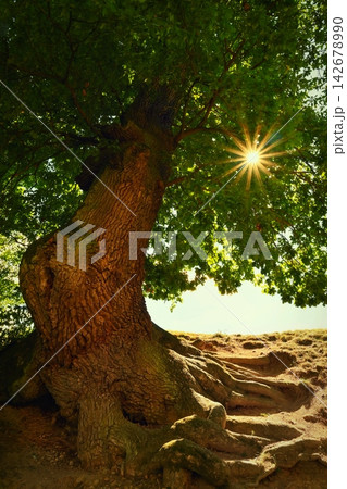 Old Oak Tree with Exposed Roots and Sunburst in Forest Old Oak Tree with Exposed Roots and Sunburst in Forest 142678990