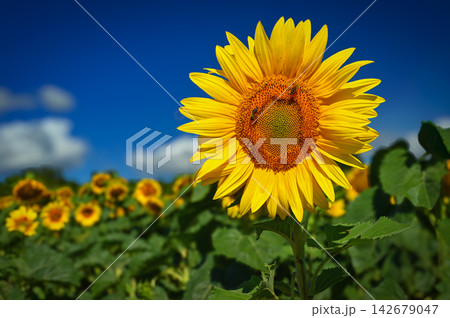 Sunflower. Beautiful yellow blooming flower with blue sky. Colorful nature background for summer season. (Helianthus) Sunflower. Beautiful yellow blooming flower with blue sky. Colorful nature background for summer season. (Helianthus) 142679047