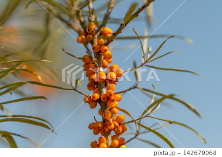 Sea buckthorn berries shine brightly against the clear blue sky inviting nature lovers to experience their vibrant colors and health benefits Sea buckthorn berries shine brightly against the clear blue sky inviting nature lovers to experience their vibrant colors and health benefits 142679068