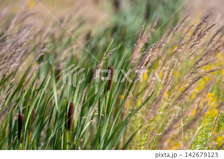 Vibrant wetlands alive with cattails and wild grasses by the serene lakeside in summer 142679123
