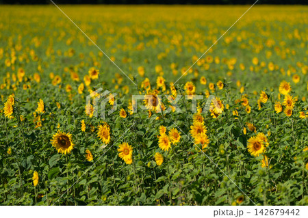 Sunlit sunflowers dancing in a vibrant field on a warm summer day Sunlit sunflowers dancing in a vibrant field on a warm summer day 142679442