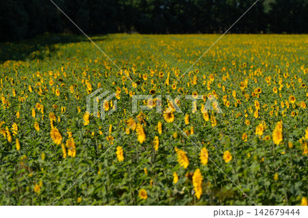 Bright sunflower field dancing in the gentle breeze under a clear blue sky during the golden hour of late afternoon Bright sunflower field dancing in the gentle breeze under a clear blue sky during the golden hour of late afternoon 142679444