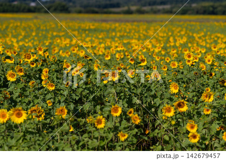Bright sunflowers dance in a vibrant field under the warm afternoon sun creating a beautiful tapestry of yellow against the green landscape 142679457