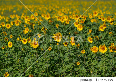 Endless rows of vibrant sunflowers sway gently in the warm sunlight creating a golden sea that stretches across the horizon Endless rows of vibrant sunflowers sway gently in the warm sunlight creating a golden sea that stretches across the horizon 142679459