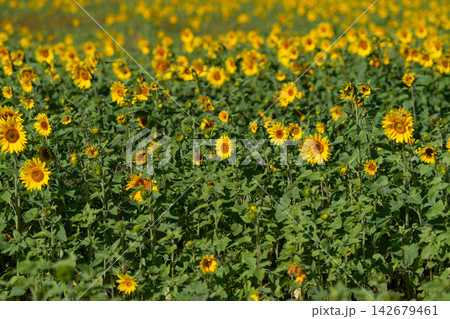 Vibrant sunflowers dancing in a golden field under the bright blue sky on a warm summer day Vibrant sunflowers dancing in a golden field under the bright blue sky on a warm summer day 142679461