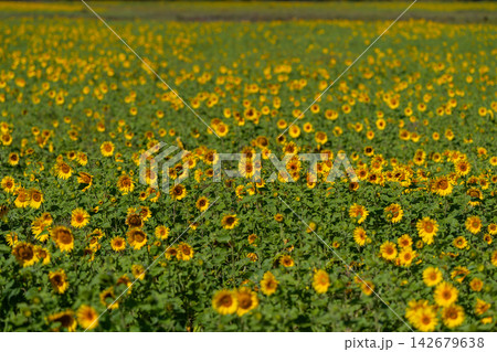 Vibrant sunflower field blossoms under the bright sun in a picturesque landscape showcasing nature's beauty Vibrant sunflower field blossoms under the bright sun in a picturesque landscape showcasing nature's beauty 142679638