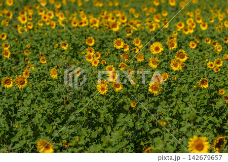 Vibrant field of sunflowers basking in the sunlight creates a breathtaking landscape full of warmth and life Vibrant field of sunflowers basking in the sunlight creates a breathtaking landscape full of warmth and life 142679657