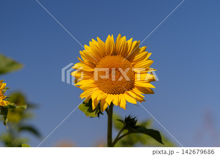 Vibrant sunflower standing tall under a clear blue sky during a sunny afternoon Vibrant sunflower standing tall under a clear blue sky during a sunny afternoon 142679686