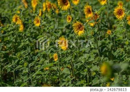Sunlit field of vibrant sunflowers swaying gently in the warm breeze creating a cheerful atmosphere during the late afternoon 142679813