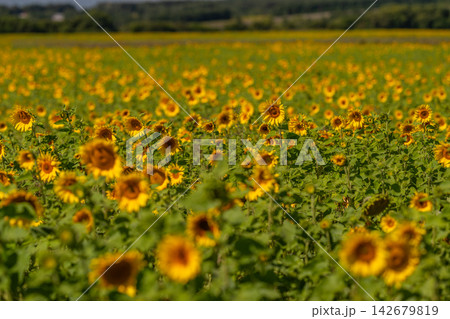 Sunshine blooms in a vibrant sunflower field during a warm summer day in the countryside Sunshine blooms in a vibrant sunflower field during a warm summer day in the countryside 142679819