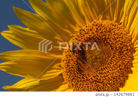 Golden bee dancing on a vibrant sunflower under the clear blue sky during a sunny afternoon Golden bee dancing on a vibrant sunflower under the clear blue sky during a sunny afternoon 142679861