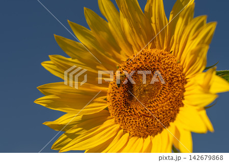 Golden sunflower blooms under a bright blue sky inviting pollinator bees to gather nectar and pollen Golden sunflower blooms under a bright blue sky inviting pollinator bees to gather nectar and pollen 142679868
