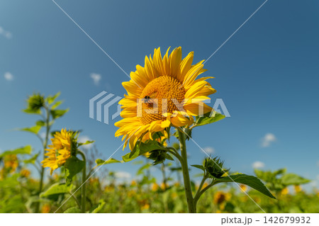 Sunflower blooms under a bright sky with a busy bee collecting nectar in the warm afternoon light Sunflower blooms under a bright sky with a busy bee collecting nectar in the warm afternoon light 142679932