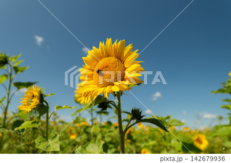 Vibrant sunflowers stand tall under a bright blue sky with a busy bee collecting nectar in a lively summer field 142679936