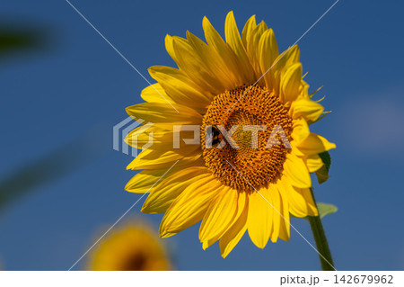 Bright yellow sunflower hosting a busy bumblebee pollinator under a clear blue sky in a sunny meadow Bright yellow sunflower hosting a busy bumblebee pollinator under a clear blue sky in a sunny meadow 142679962