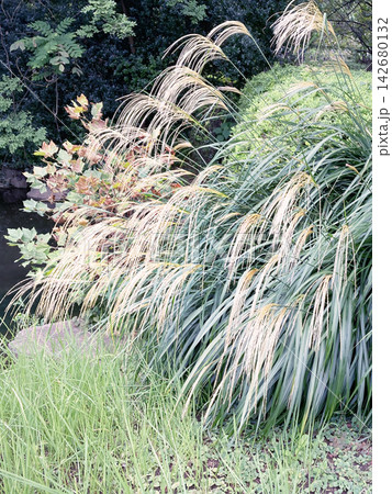 池沿いのススキ 池沿いのススキ 142680132
