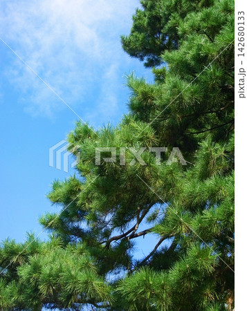 鮮やかな青空とクロマツの緑 142680133