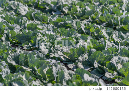 Lush white cabbage rows basking under the sunlight in a tranquil field during a warm afternoon 142680186