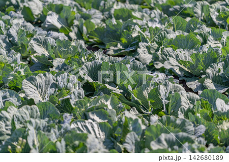 Fields full of vibrant green white cabbage leaves thriving under the clear blue sky in fresh spring sunshine Fields full of vibrant green white cabbage leaves thriving under the clear blue sky in fresh spring sunshine 142680189