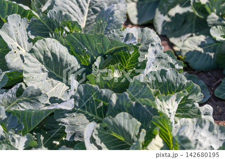 Lush green white cabbage thriving in a vibrant garden under the warm sun Lush green white cabbage thriving in a vibrant garden under the warm sun 142680195