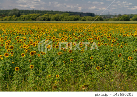 Vibrant sunflower field stretches endlessly under a bright blue sky with fluffy white clouds Vibrant sunflower field stretches endlessly under a bright blue sky with fluffy white clouds 142680203