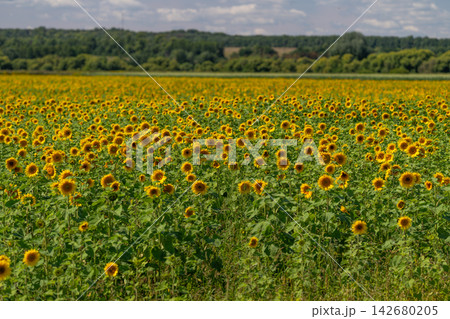 Fields of sunflowers stretching under a bright blue sky create a stunning landscape full of life and color during a warm summer day in the countryside 142680205