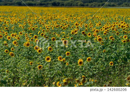 Vibrant sunflowers in full bloom across a vast field under a clear blue sky Vibrant sunflowers in full bloom across a vast field under a clear blue sky 142680206