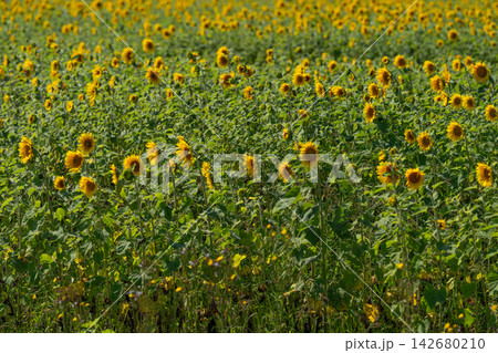 Sun-kissed sunflower field stretching endlessly under the bright blue sky on a warm summer day Sun-kissed sunflower field stretching endlessly under the bright blue sky on a warm summer day 142680210