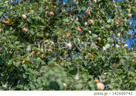 Colorful apple tree filled with ripe fruit under the clear blue sky in a sunny orchard during autumn harvest season 142680742