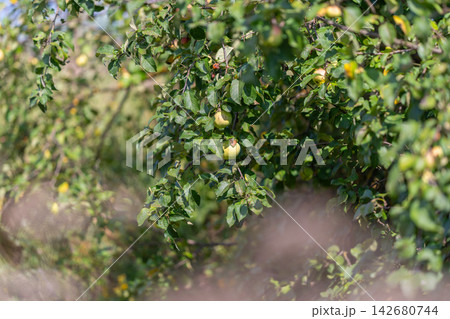 Harvesting ripe apples in a sunlit orchard during a serene autumn day to capture nature's bounty 142680744