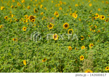 Bright sunflowers dance in the warm sunlight across a sprawling field under a clear blue sky Bright sunflowers dance in the warm sunlight across a sprawling field under a clear blue sky 142680817