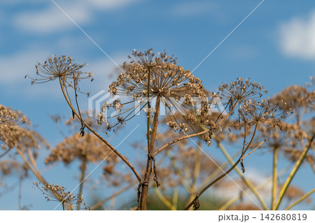 Hogweed stands tall against a bright blue sky in a serene landscape showcasing its unique dried flowers and intricate structures 142680819