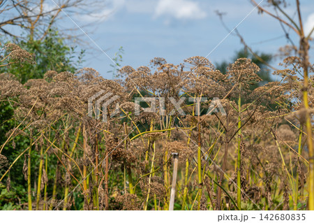 Hogweed stands tall in the sunlit meadow showcasing its intricate blooms against a bright blue sky 142680835