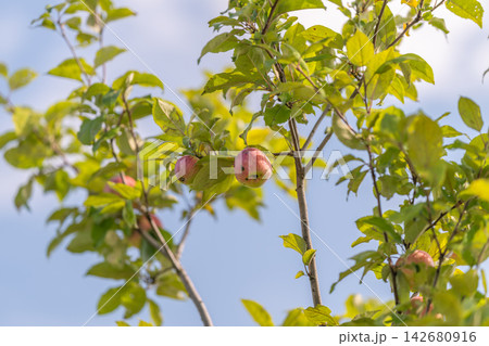 Bright apples hang from branches under a clear blue sky in a sunny orchard during a warm afternoon 142680916