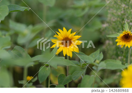 Bright sunflower swaying gently in the warm sunlight amidst a lush green field on a beautiful summer day Bright sunflower swaying gently in the warm sunlight amidst a lush green field on a beautiful summer day 142680988