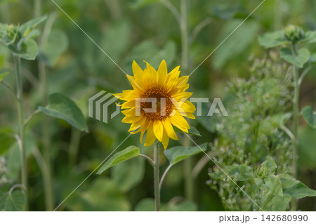 Sunflower standing tall amidst a vibrant green field on a sunny day radiating warmth and beauty to all who pass by Sunflower standing tall amidst a vibrant green field on a sunny day radiating warmth and beauty to all who pass by 142680990