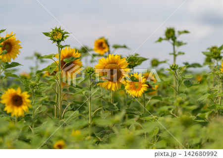 Fields of sunflowers dancing under a bright blue sky on a sunny afternoon in early summer Fields of sunflowers dancing under a bright blue sky on a sunny afternoon in early summer 142680992