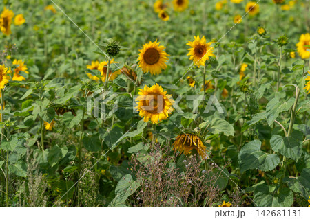 Fields of golden sunflowers sway gently under the sun in a vibrant summer landscape creating a lively and cheerful scene filled with nature's beauty and warmth Fields of golden sunflowers sway gently under the sun in a vibrant summer landscape creating a lively and cheerful scene filled with nature's beauty and warmth 142681131